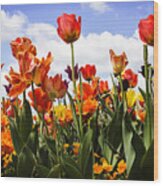 Tulip Parade -1 Wood Print