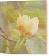 Tulip Poplar Wood Print
