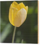 Tulip Portrait Wood Print