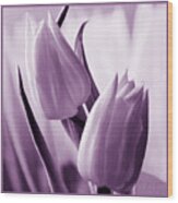 Tulip Purple Tint. Wood Print