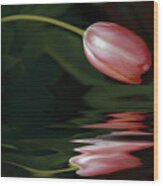 Tulip Reflections Wood Print