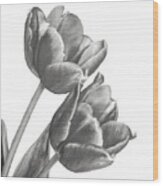 Tulip Sketch Wood Print