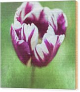 Tulip Rems Favourite Aka Zurel Wood Print
