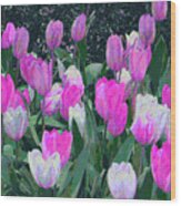Tulips 327dp Wood Print