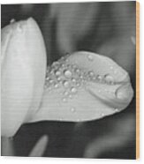 Tulips - Beauty In Bloom - Bw Infrared Sfx 17 Wood Print