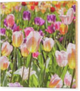 Tulips Wood Print