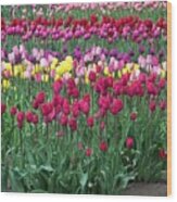 Tulips For Mom Wood Print