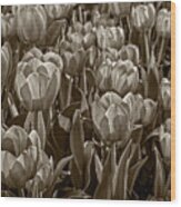 Tulip Garden Wood Print