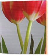 Tulips Ii Wood Print