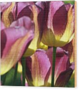 Tulips In Backlight 1 Wood Print