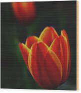 Tulips In Contrast Wood Print