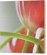 Tulips In The Morning Wood Print