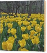 Tulips In The Woods Wood Print