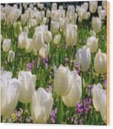 Tulips In White Wood Print