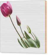Tulips On Transparent Background Wood Print