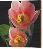 Tulips Wood Print