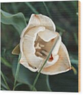 Tulipsandbluebells Wood Print