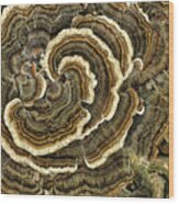 Turkey Tail Fungus Wood Print