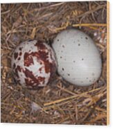 Turkey Vulture Eggs Wood Print