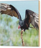 Turkey Vulture Wood Print