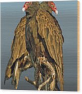 Turkey Vultures 2 Wood Print