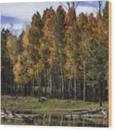 Turning Aspens Wood Print