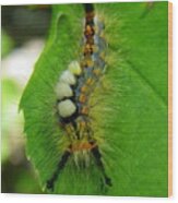 Tussock Moth Mohawk Wood Print