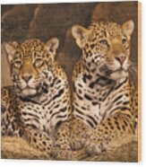 Twin Cheetahs Wood Print