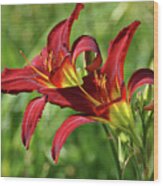 Twin Daylilies Wood Print