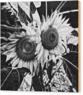 Twin Sunflowers Wood Print