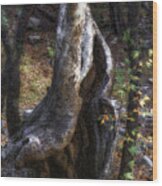 Twisted Trunk, Santa Rita Mountains, Arizona Wood Print
