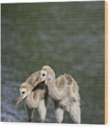 Two Baby Sandhill Cranes Wood Print