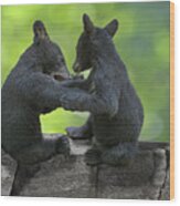 Two Black Bears Cubs Wrestling On Rocks Wood Print