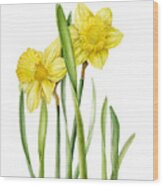 Two Daffodils Wood Print