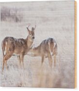 Two Deers Wood Print