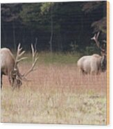 Two Elk In A Grassy Field Wood Print