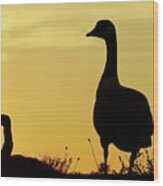 Geese In Sunset Silhouette Wood Print