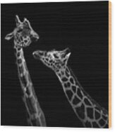 Two Giraffes In Black And White Wood Print