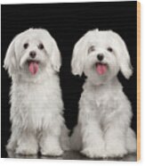 Two Happy White Maltese Dogs Sitting, Looking In Camera Isolated Wood Print