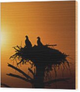 Two Osprey Chicks Waiting For Evening Snack Wood Print