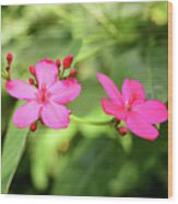 Two Pink Flowers No. 1 Wood Print