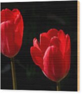 Two Red Tulips Wood Print