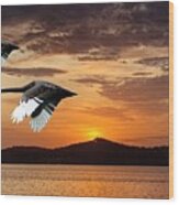 Two Swans At Dawn.  Art Photo Digital Download And Wallpaper Screensaver. Diy Designer Print. Wood Print