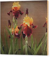 Two Toned Bearded Iris Wood Print