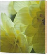 Two Yellow Flower Wood Print