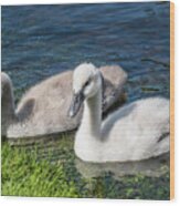 Two Young Cygnets Of Mute Swan Swimming In A Lake Wood Print