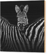 Two Zebras In Black And White Wood Print