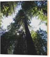 Under The Redwoods Wood Print
