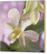 Unique White Orchid Wood Print