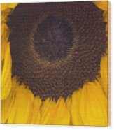 Up Close Sunflower Wood Print